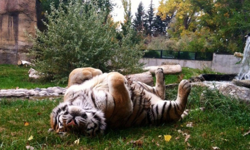 Billings Zoo