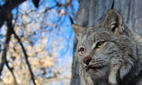 Billings Montana Zoo
