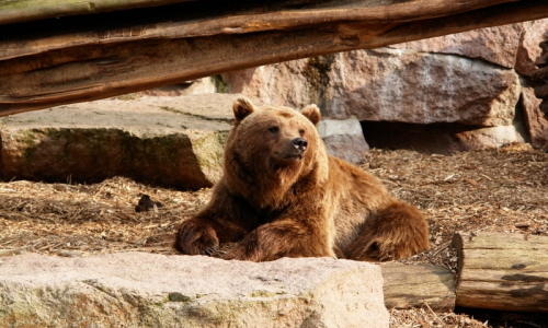 Billings MT Zoo