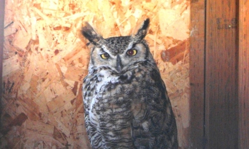 Beartooth Nature Center Red Lodge Montana