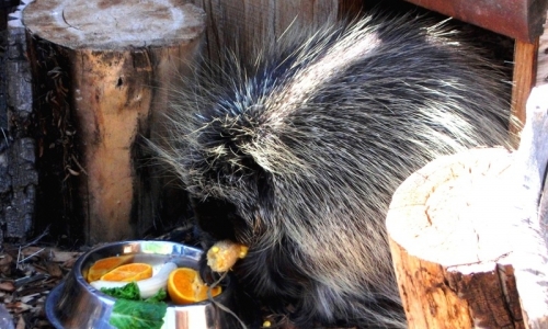 Beartooth Nature Center Montana Porcupine