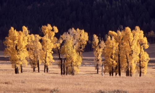 Yellowstone Lamar Valley