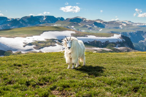 Beartooth Tours of the Beartooth Scenery