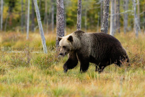 Beartooth Tours - see Beartooth Pass & Yellowstone