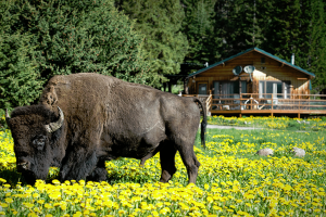 Silver Gate Lodging and Cabins