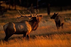 Private Yellowstone Guided Tours in Lamar Valley