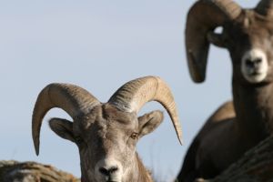 Lamar Valley Wildlife | Silver Gate Guides Tours