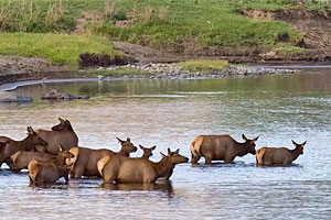 Private Yellowstone Guided Tours in Lamar Valley