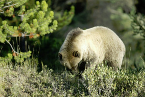 Private Yellowstone Guided Tours in Lamar Valley