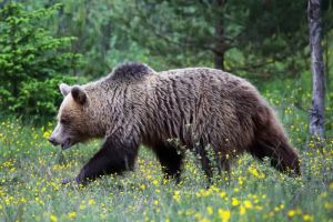 Private Yellowstone Guided Tours in Lamar Valley
