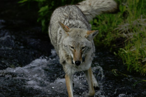 Private Yellowstone Guided Tours in Lamar Valley
