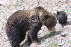 Private Yellowstone Guided Tours in Lamar Valley