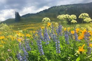 Yellowstone Guided Trips | Wildland Trekking