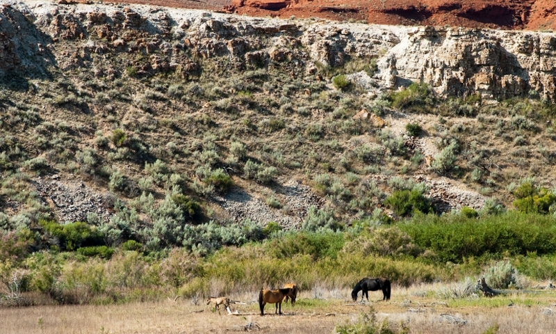 Pryor Mountain Horse Sanctuary