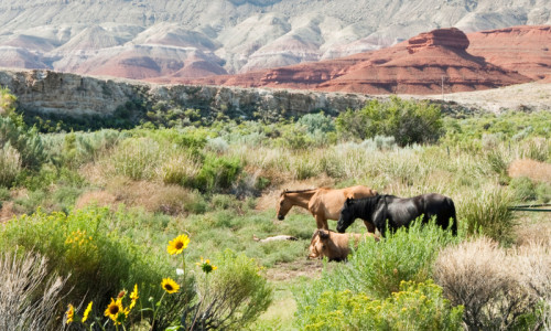 Pryor Mountain Wild Horses