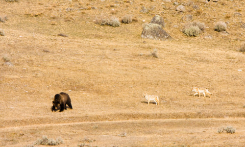Lamar Valley in Yellowstone