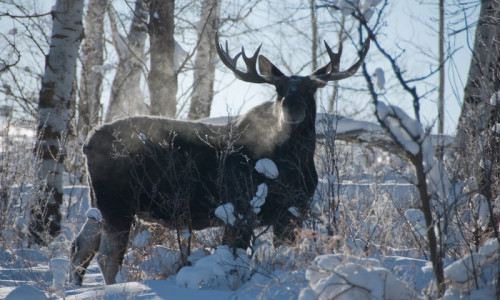 Hunting / Outfitters